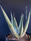 Agave Nigra, sun loving succulent plants fro sale by TOMs FLOWer CLUB