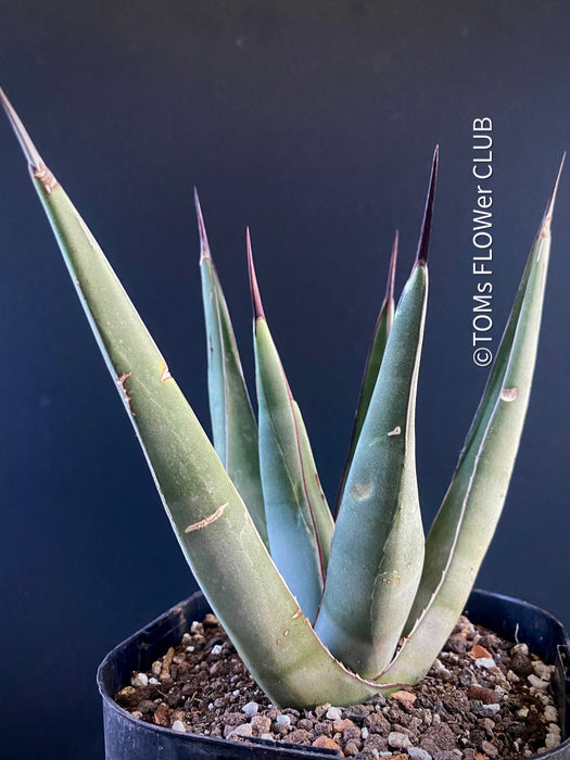 Agave Nigra, sun loving succulent plants fro sale by TOMs FLOWer CLUB