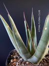 Agave Nigra, sun loving succulent plants fro sale by TOMs FLOWer CLUB