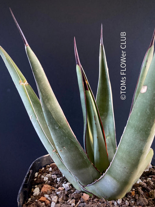 Agave Nigra, sun loving succulent plants fro sale by TOMs FLOWer CLUB