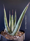 Agave Nigra, sun loving succulent plants fro sale by TOMs FLOWer CLUB