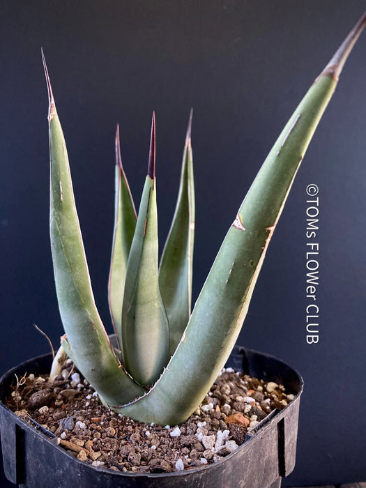 Agave Nigra, sun loving succulent plants fro sale by TOMs FLOWer CLUB