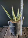 Agave Nigra, sun loving succulent plants fro sale by TOMs FLOWer CLUB