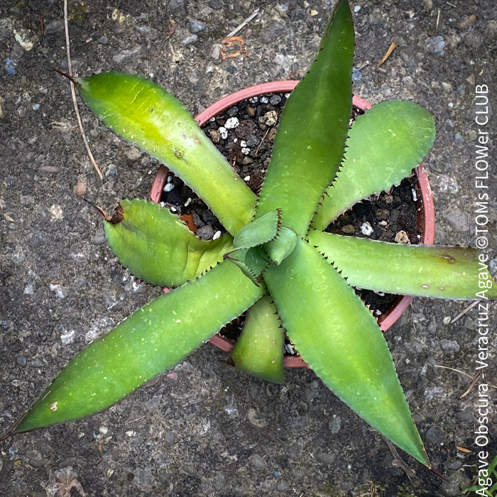 Agave Obscura, Veracruz Agave, succulent plants, organically grown, for sale at TOMs FLOWer CLUB