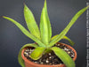 Agave Obscura, Veracruz Agave, succulent plants, organically grown, for sale at TOMs FLOWer CLUB