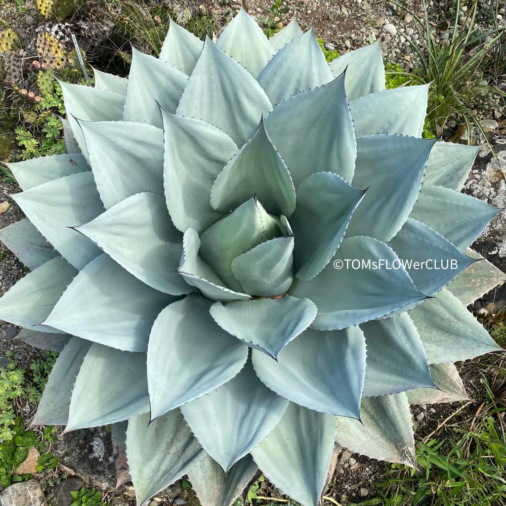 Agave-Ovatifolia-TOMs-FLOWer-