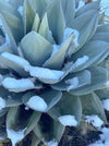 Agave Ovatifolia, hardy agave, winterharte Agave, sun loving succulent plants for sale by TOMsFLOWer CLUB.