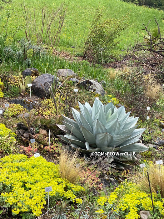 Agave Ovatifolia, hardy agave, winterharte Agave, sun loving succulent plants for sale by TOMsFLOWer CLUB.