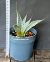 Agave Parrasana, sun loving succulent plants for sale by TOMs FLOWer CLUB; hardy succulents, winterharte Sukkulenten.