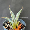 Agave Parrasana, sun loving succulent plants for sale by TOMs FLOWer CLUB; hardy succulents, winterharte Sukkulenten.