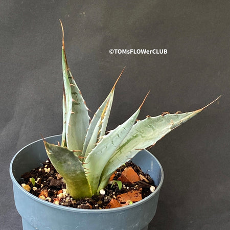 Agave Parrasana, sun loving succulent plants for sale by TOMs FLOWer CLUB; hardy succulents, winterharte Sukkulenten.