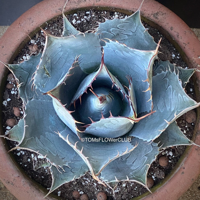 Agave Parrasana, sun loving succulent plants for sale by TOMs FLOWer CLUB; hardy succulents, winterharte Sukkulenten.