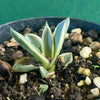 Agave Parryi Aurea Variegata Sonnenliebende Sukkulente Sun-Loving Succulent Winterharte Pflanze Hardy Plant Sukkulente Pflanzen Succulent Varieties Sukkulentenpflege Succulent Care Tips TOMs FLOWer CLUB Sukkulenten Shop Succulent Nursery Sukkulenten online kaufen Buy Succulents Online Agave Parryi for Sale Sukkulentenkollektion Succulent Enthusiast Sukkulente Dekoration Succulent Decor Outdoor Hardy Succulent