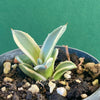 Agave Parryi Aurea Variegata Sonnenliebende Sukkulente Sun-Loving Succulent Winterharte Pflanze Hardy Plant Sukkulente Pflanzen Succulent Varieties Sukkulentenpflege Succulent Care Tips TOMs FLOWer CLUB Sukkulenten Shop Succulent Nursery Sukkulenten online kaufen Buy Succulents Online Agave Parryi for Sale Sukkulentenkollektion Succulent Enthusiast Sukkulente Dekoration Succulent Decor Outdoor Hardy Succulent