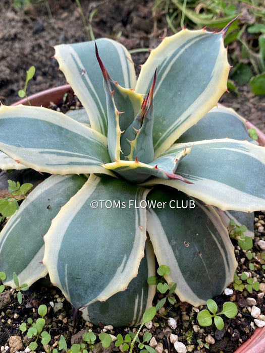 Agave Parryi Aurea Variegata sun loving and hardy succulent plant for sale at TOMs FLOWer CLUB, winterharte Agaven, Sukkulenten, Panaschiert, Bio-Pflanzen