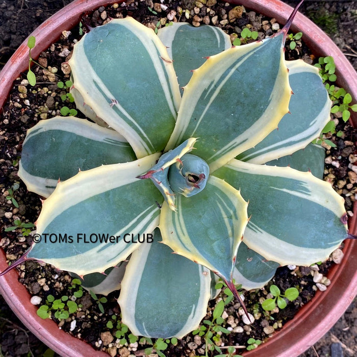 Agave Parryi Aurea Variegata sun loving and hardy succulent plant for sale at TOMs FLOWer CLUB, winterharte Agaven, Sukkulenten, Panaschiert, Bio-Pflanzen