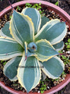 Agave Parryi Aurea Variegata sun loving and hardy succulent plant for sale at TOMs FLOWer CLUB, winterharte Agaven, Sukkulenten, Panaschiert, Bio-Pflanzen