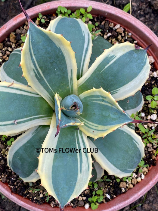 Agave Parryi Aurea Variegata sun loving and hardy succulent plant for sale at TOMs FLOWer CLUB, winterharte Agaven, Sukkulenten, Panaschiert, Bio-Pflanzen