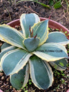 Agave Parryi Aurea Variegata sun loving and hardy succulent plant for sale at TOMs FLOWer CLUB, winterharte Agaven, Sukkulenten, Panaschiert, Bio-Pflanzen