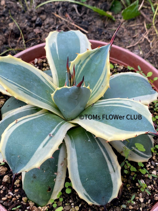 Agave Parryi Aurea Variegata sun loving and hardy succulent plant for sale at TOMs FLOWer CLUB, winterharte Agaven, Sukkulenten, Panaschiert, Bio-Pflanzen