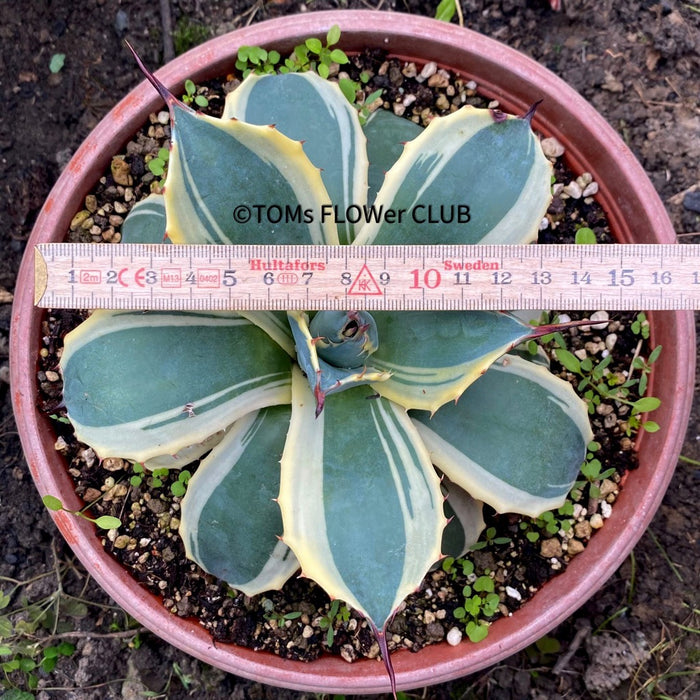 Agave Parryi Aurea Variegata sun loving and hardy succulent plant for sale at TOMs FLOWer CLUB, winterharte Agaven, Sukkulenten, Panaschiert, Bio-Pflanzen