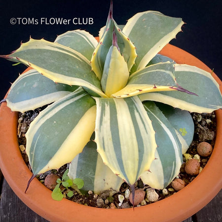 Agave Parryi Aurea Variegata sun loving and hardy succulent plant for sale at TOMs FLOWer CLUB