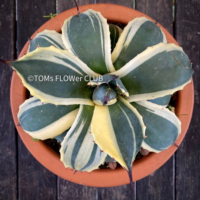 Agave Parryi Aurea Variegata sun loving and hardy succulent plant for sale at TOMs FLOWer CLUB