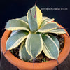 Agave Parryi Aurea Variegata sun loving and hardy succulent plant for sale at TOMs FLOWer CLUB