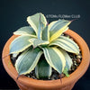 Agave Parryi Aurea Variegata sun loving and hardy succulent plant for sale at TOMs FLOWer CLUB