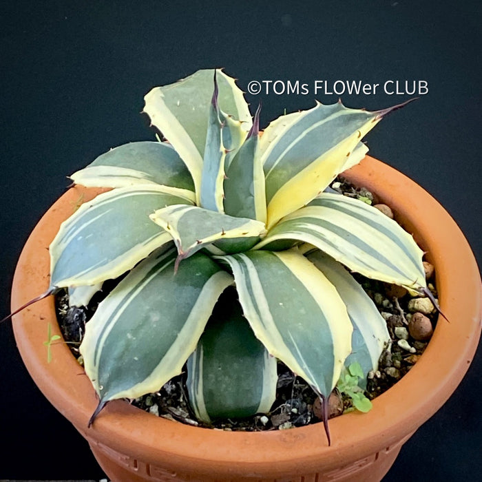 Agave Parryi Aurea Variegata sun loving and hardy succulent plant for sale at TOMs FLOWer CLUB