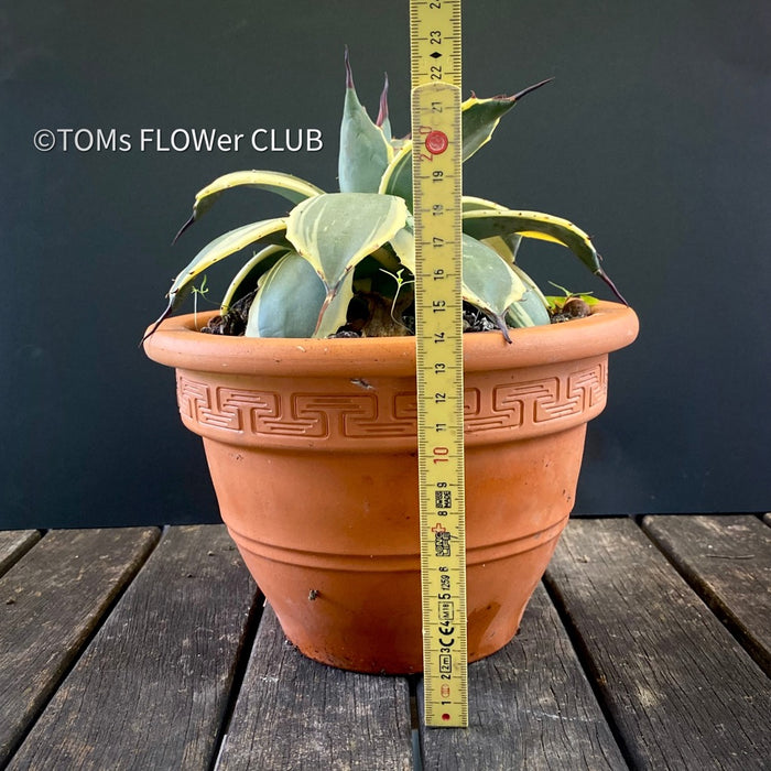 Agave Parryi Aurea Variegata sun loving and hardy succulent plant for sale at TOMs FLOWer CLUB