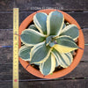 Agave Parryi Aurea Variegata sun loving and hardy succulent plant for sale at TOMs FLOWer CLUB