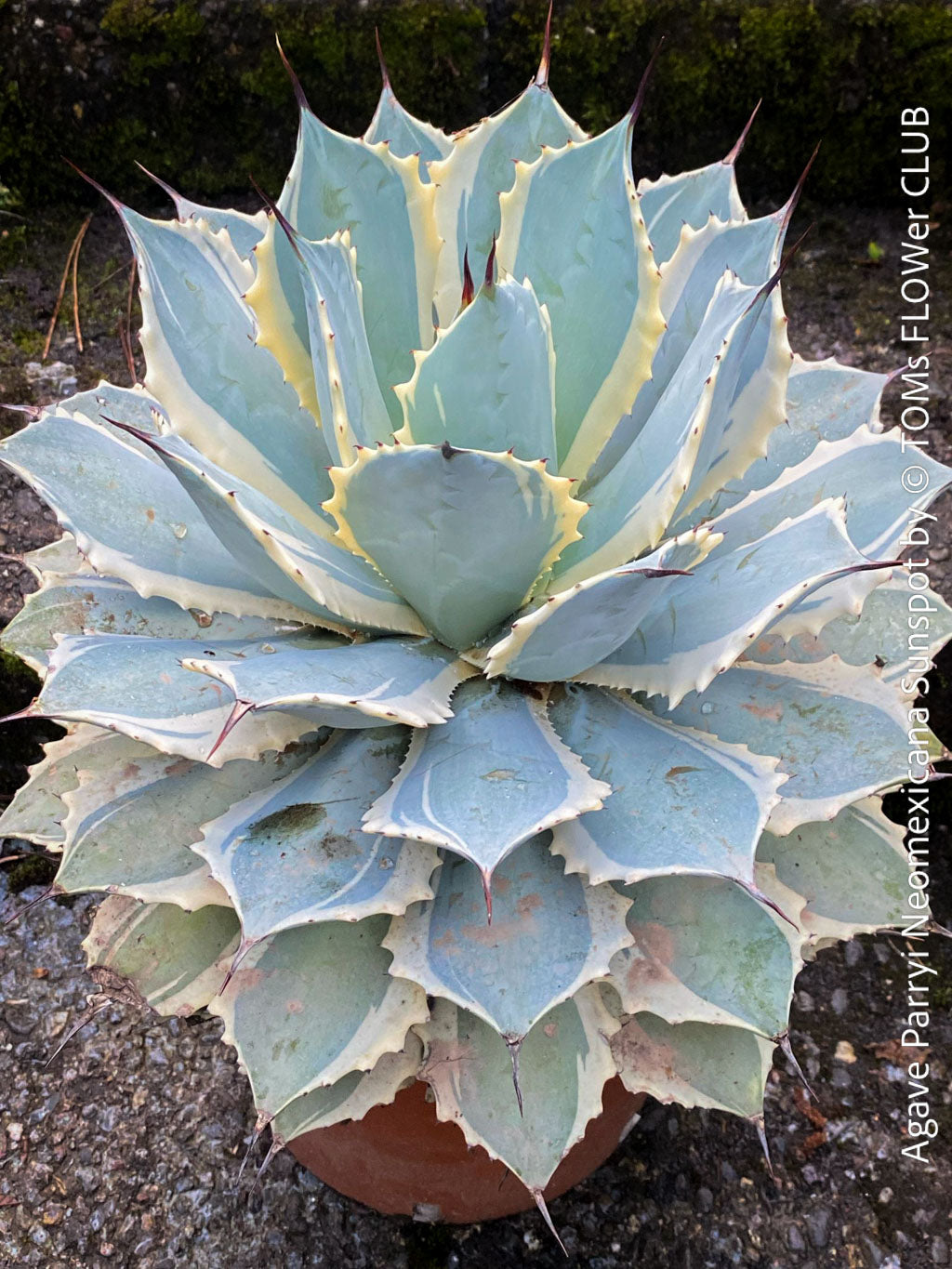 アガベ Agave parryi 244 Learn about Agave parryi ssp. neomexicana | New Mexico Hardy