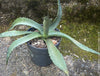 Agave parryi, hardy agave, hardy succulents, winterharte Sukkulenten, winterharte Agaven, organically grown plants for sale at TOMs FLOWer CLUB.