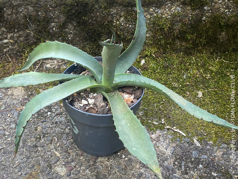 Agave parryi, hardy agave, hardy succulents, winterharte Sukkulenten, winterharte Agaven, organically grown plants for sale at TOMs FLOWer CLUB.