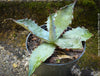 Agave parryi, hardy agave, hardy succulents, winterharte Sukkulenten, winterharte Agaven, organically grown plants for sale at TOMs FLOWer CLUB.