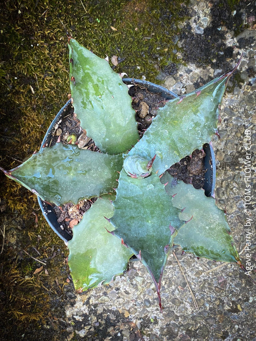 Agave parryi, hardy agave, hardy succulents, winterharte Sukkulenten, winterharte Agaven, organically grown plants for sale at TOMs FLOWer CLUB.