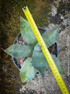 Agave parryi, hardy agave, hardy succulents, winterharte Sukkulenten, winterharte Agaven, organically grown plants for sale at TOMs FLOWer CLUB.