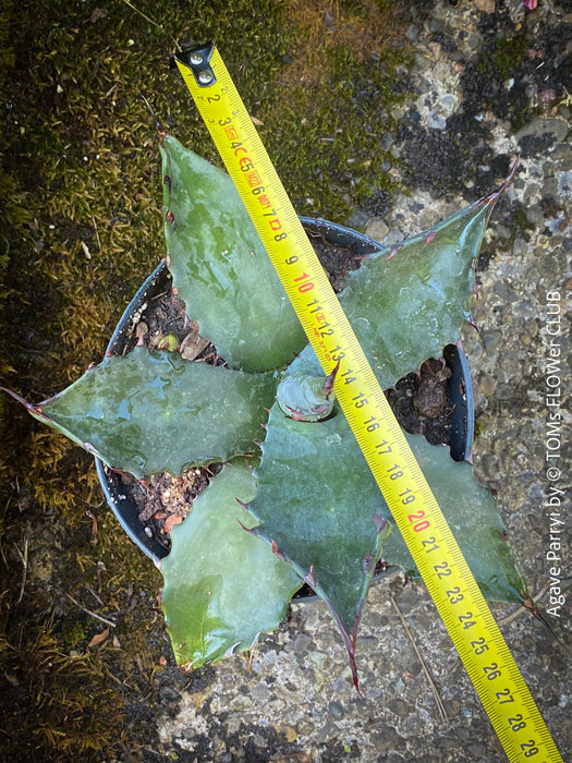 Agave parryi, hardy agave, hardy succulents, winterharte Sukkulenten, winterharte Agaven, organically grown plants for sale at TOMs FLOWer CLUB.