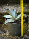 Agave parryi, hardy agave, hardy succulents, winterharte Sukkulenten, winterharte Agaven, organically grown plants for sale at TOMs FLOWer CLUB.