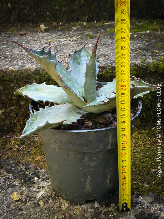 Agave parryi, hardy agave, hardy succulents, winterharte Sukkulenten, winterharte Agaven, organically grown plants for sale at TOMs FLOWer CLUB.