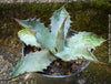 Agave parryi, hardy agave, hardy succulents, winterharte Sukkulenten, winterharte Agaven, organically grown plants for sale at TOMs FLOWer CLUB.