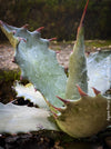 Agave parryi, hardy agave, hardy succulents, winterharte Sukkulenten, winterharte Agaven, organically grown plants for sale at TOMs FLOWer CLUB.