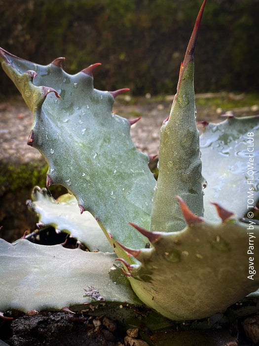 Agave parryi, hardy agave, hardy succulents, winterharte Sukkulenten, winterharte Agaven, organically grown plants for sale at TOMs FLOWer CLUB.