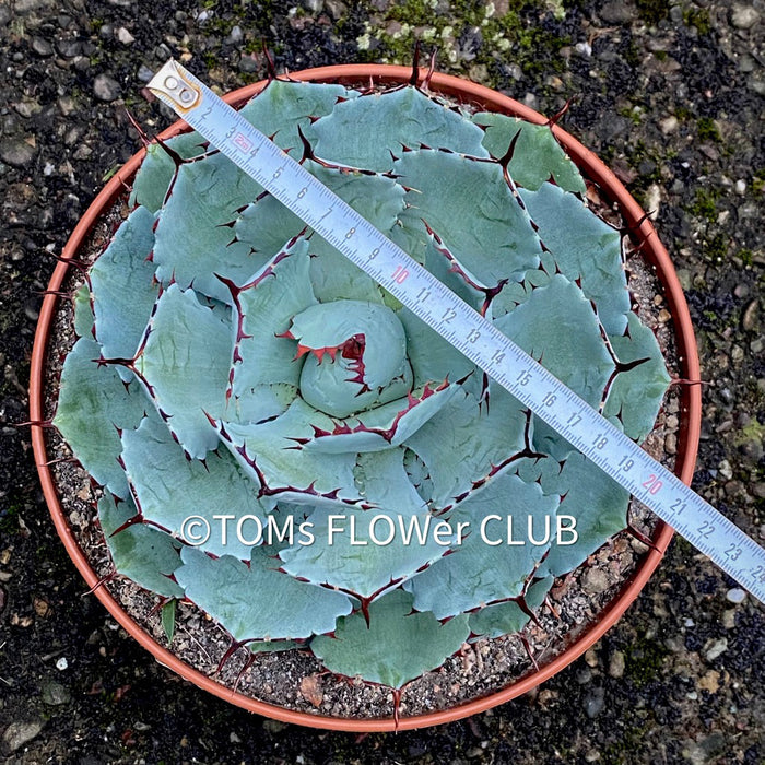 Agave Potatorum Kichiokan, sun loving succulent plants for sale by TOMs 