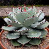 Agave Potatorum Kichiokan, sun loving succulent plants for sale by TOMs 