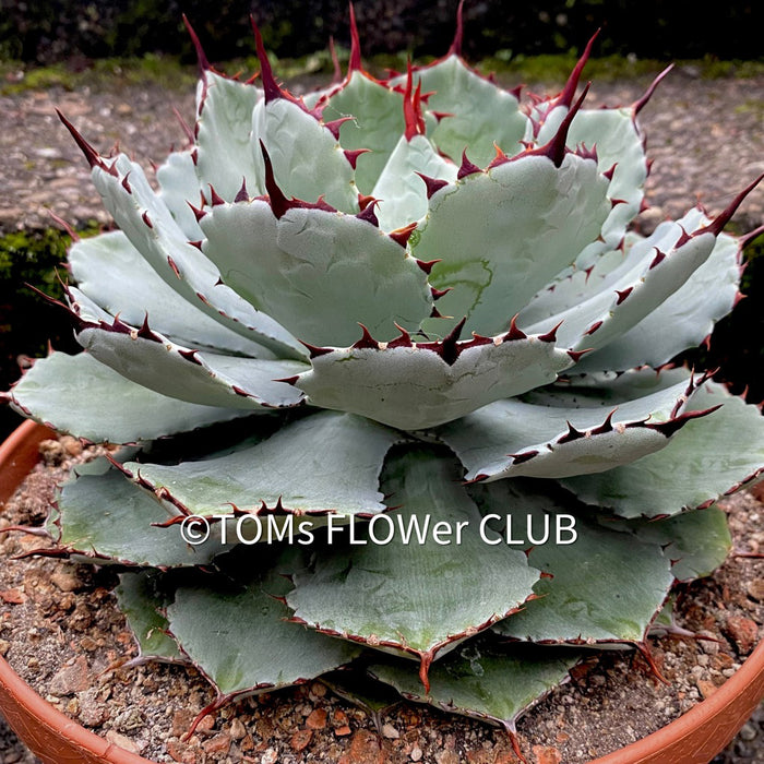 Agave Potatorum Kichiokan, sun loving succulent plants for sale by TOMs 