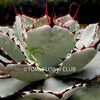 Agave Potatorum Kichiokan, sun loving succulent plants for sale by TOMs 