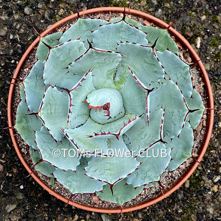 Agave Potatorum Kichiokan, sun loving succulent plants for sale by TOMs 