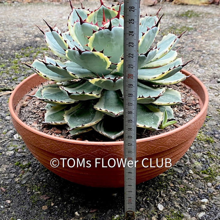 Agave Potatorum Kichiokan Variegata, sun loving succulent plants for sale by TOMs FLOWer CLUB.